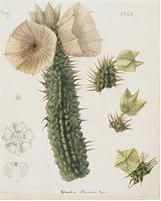 File:Hoodia bainii, Curtis's Botanical Magazine.JPG