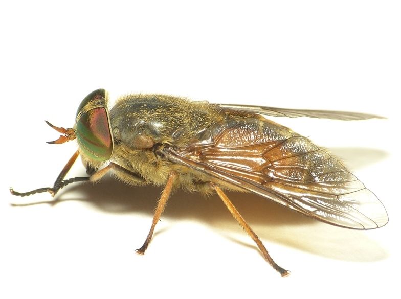 File:Hybomitra ciureai.jpg