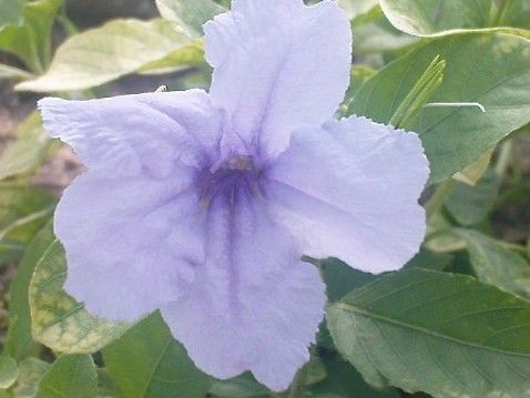 File:K.Pudur Village slateblue Flower.jpg