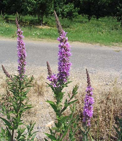 File:Lythrum salicaria.jpg