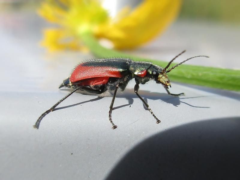 File:Malachius aeneus (Melyridae sp.), Texel, the Netherlands.jpg