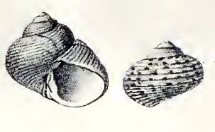 File:Margarites schantaricus 001.jpg