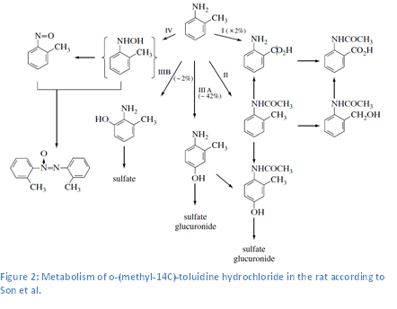 File:Metabolism toluidine.png