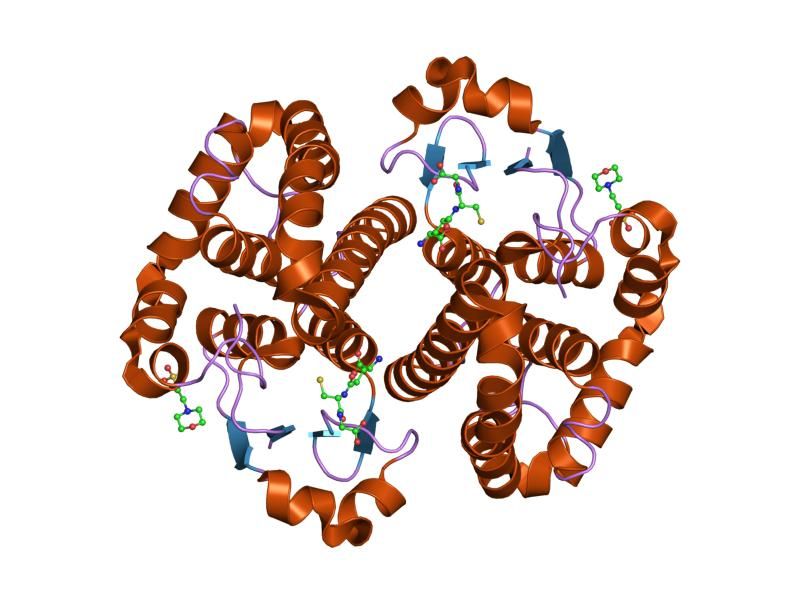 File:PDB 1md4 EBI.jpg