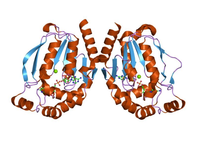 File:PDB 1xrj EBI.jpg