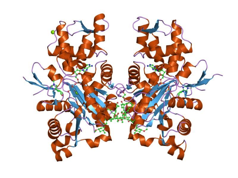 File:PDB 1yxq EBI.jpg