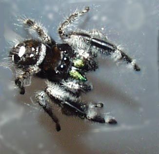 File:Phidippus workmani rampant.jpg