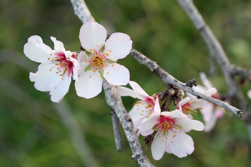 File:PikiWiki Israel 7023 Amond blossom.jpg