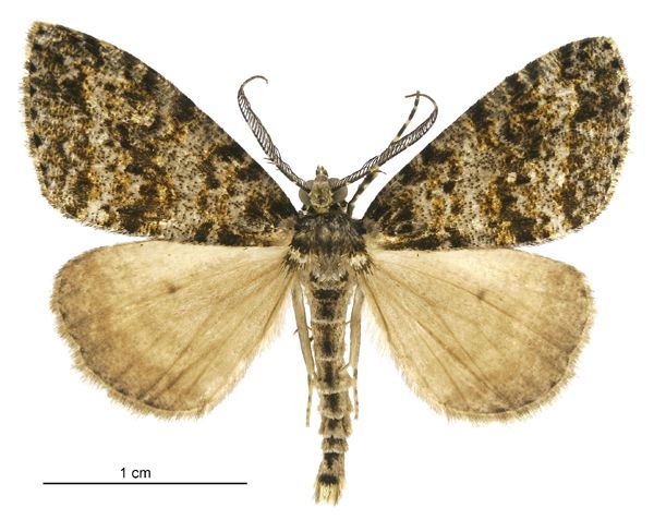 File:Pseudocoremia monacha male.jpg