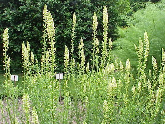 File:Reseda lutea1.jpg