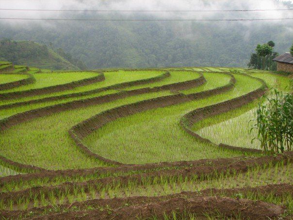 File:Rice Fields in Jamuna, Nepal.jpg