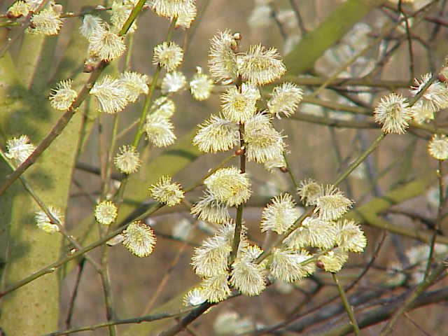 File:Salix caprea8.jpg