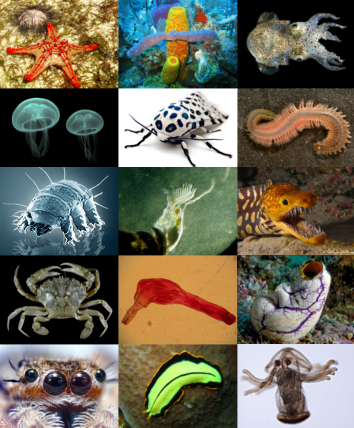 File:Animal diversity b.png