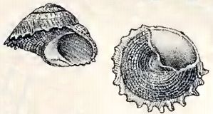 File:Astralium heimburgi 001.jpg