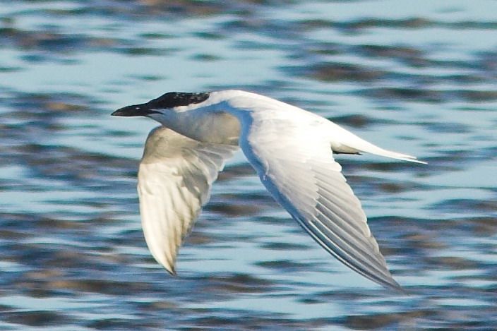 File:Australian Tern (Gelochelidon macrotarsa), Brisbane, Australia.jpg