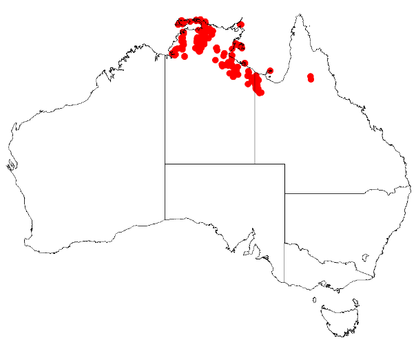 File:Boronia lanceolataDistMap69.png