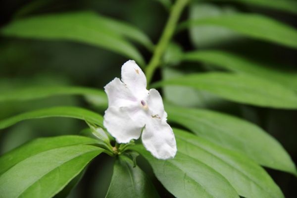 File:Brunfelsia latifolia (2) 1200.jpg