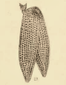 File:Buprestis tertiaria Scudder 1890 pl2 Fig23.png