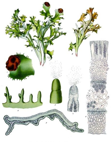 File:Cetraria islandica - Köhler–s Medizinal-Pflanzen-032.jpg