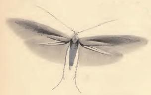 File:Coleophora vitisella.JPG