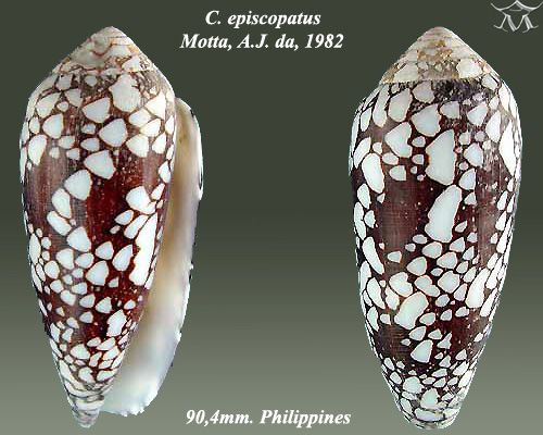 File:Conus episcopatus 1.jpg