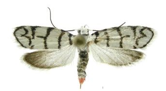 File:Ethmia chemsaki.jpg