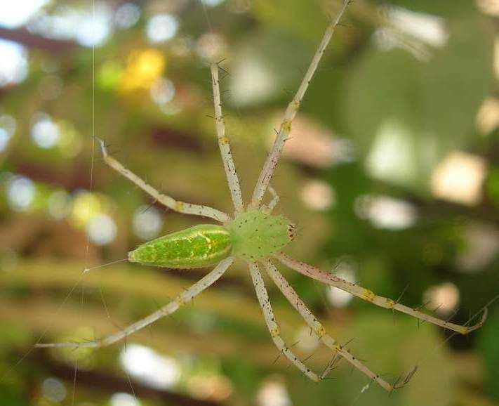 File:Green orb spider.jpg