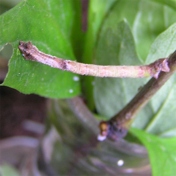 File:Hemithea aestivaria larva.jpg