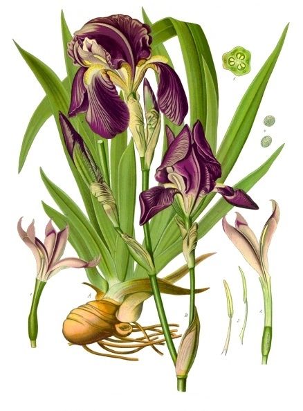 File:Iris × germanica - Köhler–s Medizinal-Pflanzen-211.jpg