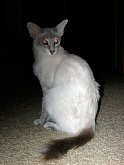 File:Javanese cat.jpg