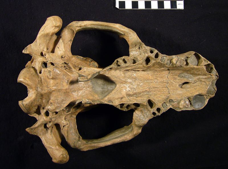 File:Kolponomos clallamensis skull.jpg