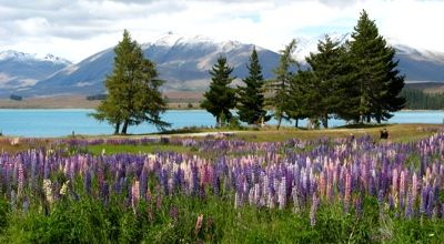 File:Lupins at lake tekapo.jpg