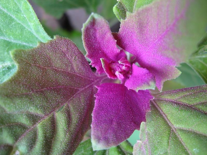 File:MagentaSpreen Chenopodium giganteum close-up EdibleOffice.jpg