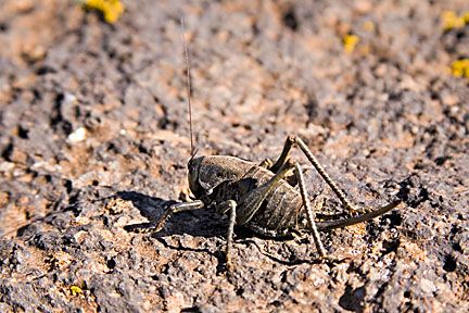 File:Mormon Cricket, female, Utah.jpg