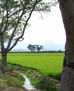 File:Mukkudal field.jpg