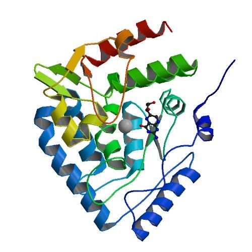 File:PBB Protein TPH1 image.jpg