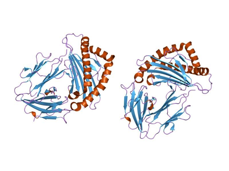 File:PDB 1duy EBI.jpg