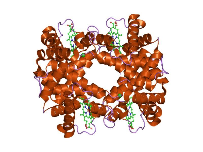 File:PDB 1hba EBI.jpg