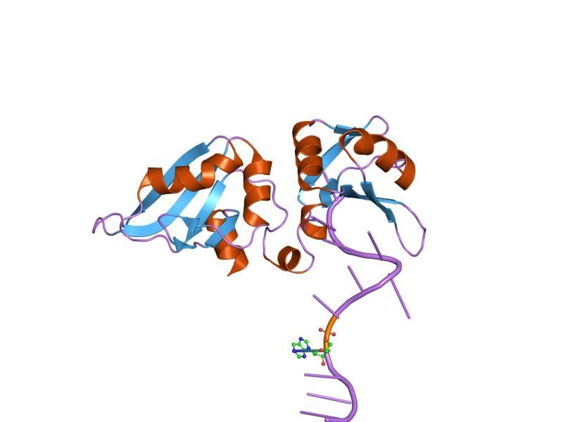 File:PDB 1u1l EBI.jpg