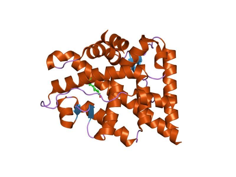 File:PDB 1xow EBI.jpg