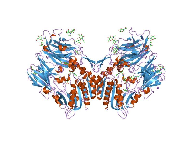 File:PDB 2hha EBI.jpg