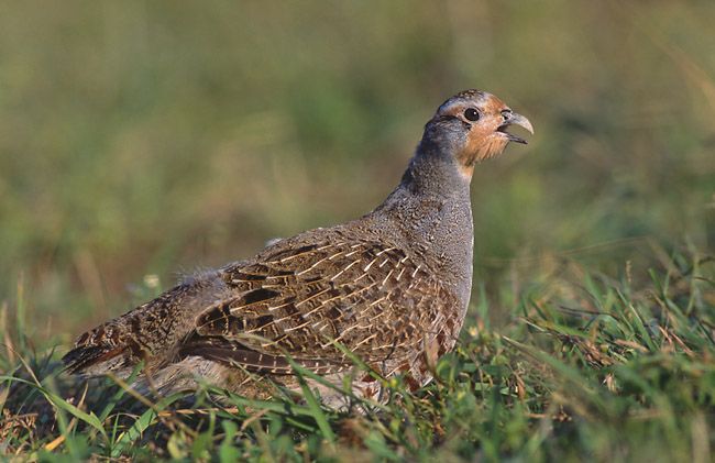 File:Perdix perdix (Marek Szczepanek).jpg