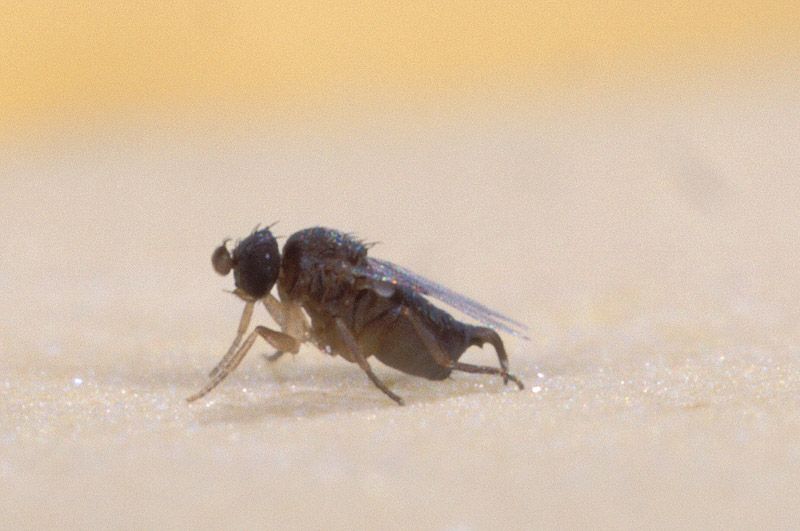 File:Phorid fly2.jpg