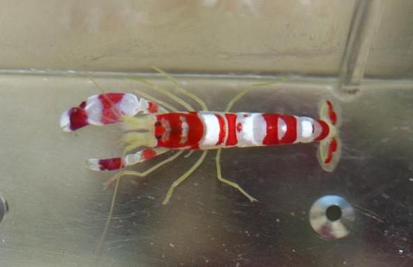 File:Pistol Shrimp01.jpg