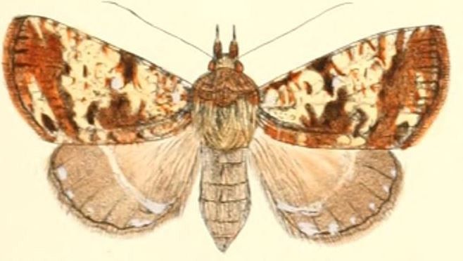 File:Pl.5-07-Viridistria thoracica (Moore, 1882) (Donda).JPG