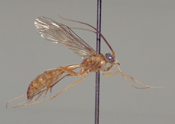 File:Rhopalosoma spec.jpg