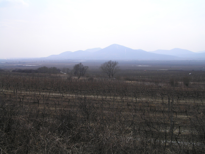 File:Slovak tokaj wineyard.png