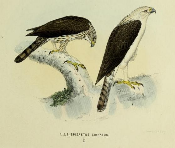 File:Spizaetus cirratus.jpg