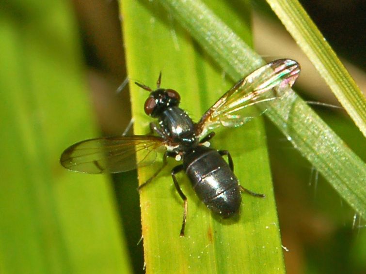 File:Ulidiidae - Herina paludum.JPG