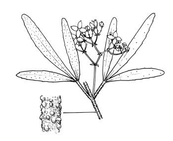 File:Zieria floydii.jpg